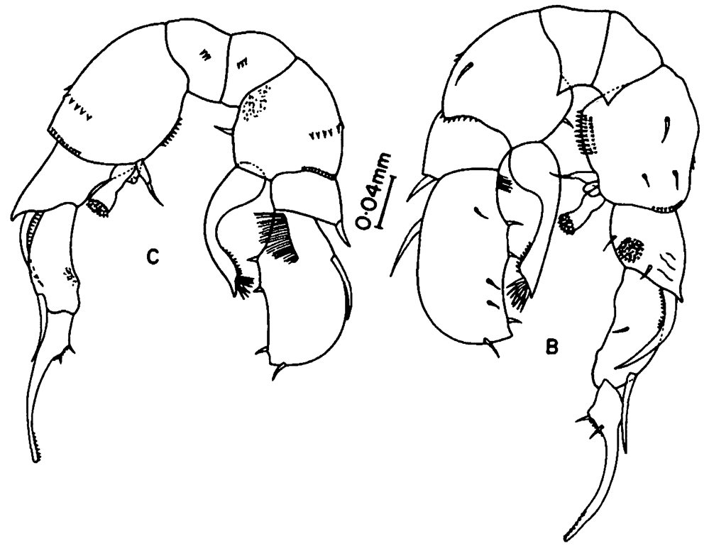 Species Pseudodiaptomus pankajus - Plate 5 of morphological figures