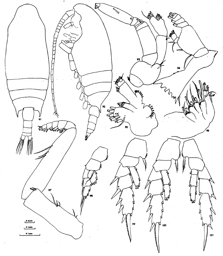 Species Chiridius gracilis - Plate 19 of morphological figures