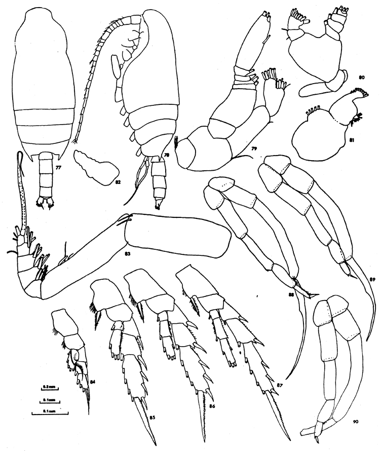 Espce Chiridius gracilis - Planche 20 de figures morphologiques