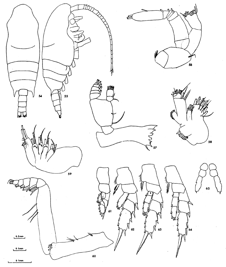 Espce Chiridius gracilis - Planche 23 de figures morphologiques