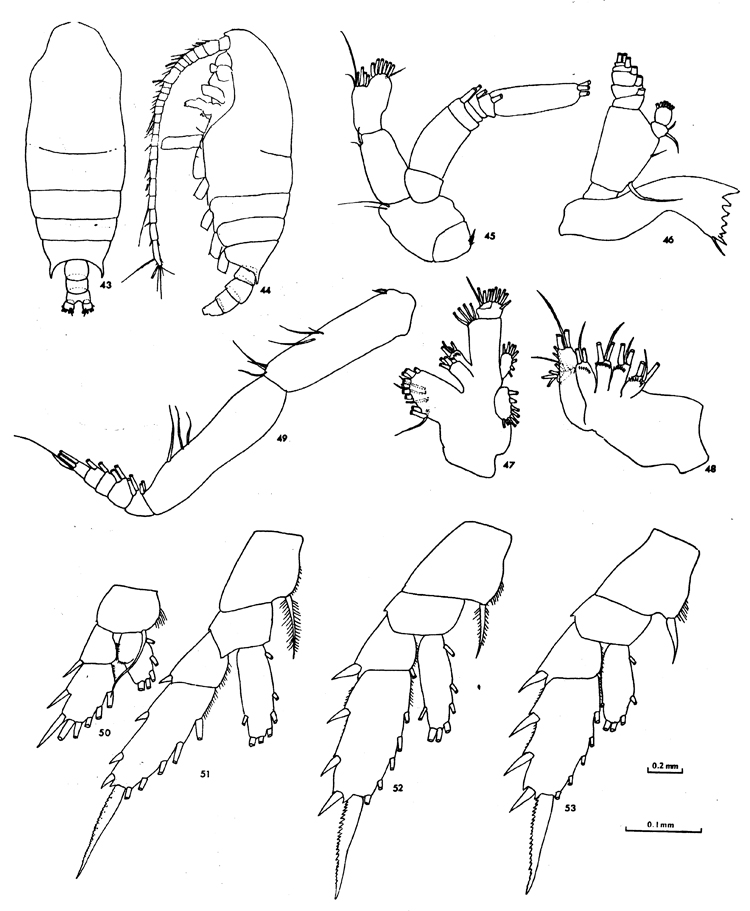 Espce Chiridius gracilis - Planche 24 de figures morphologiques