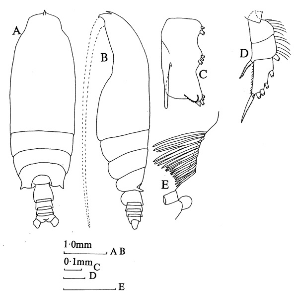 Espce Gaetanus brevicornis - Planche 4 de figures morphologiques