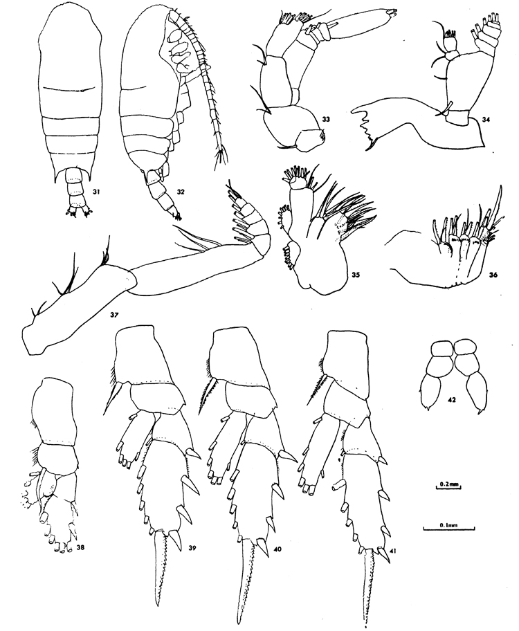 Species Chiridius gracilis - Plate 25 of morphological figures