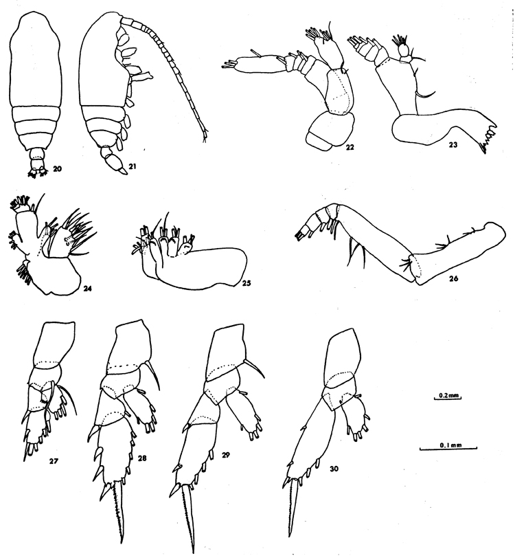 Espce Chiridius gracilis - Planche 26 de figures morphologiques