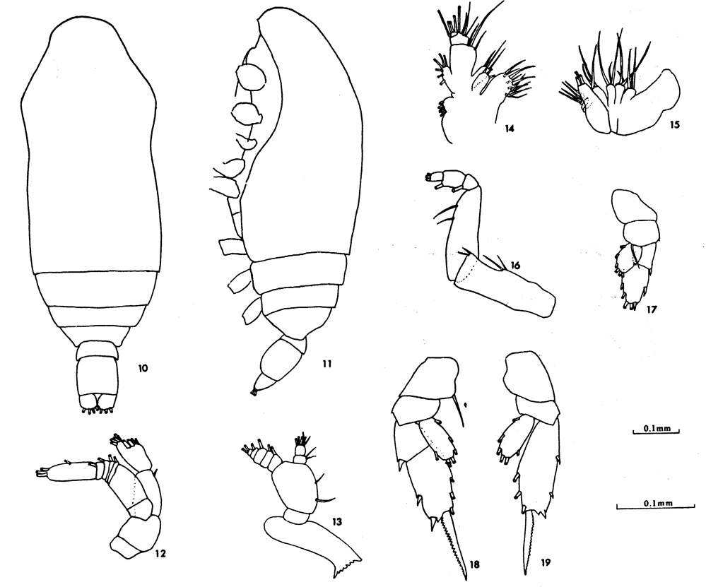Species Chiridius gracilis - Plate 27 of morphological figures
