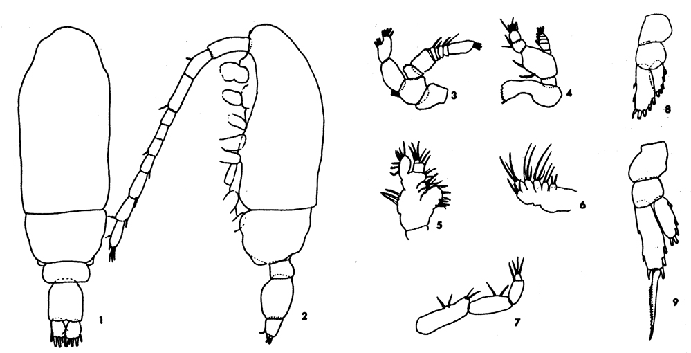 Espce Chiridius gracilis - Planche 28 de figures morphologiques