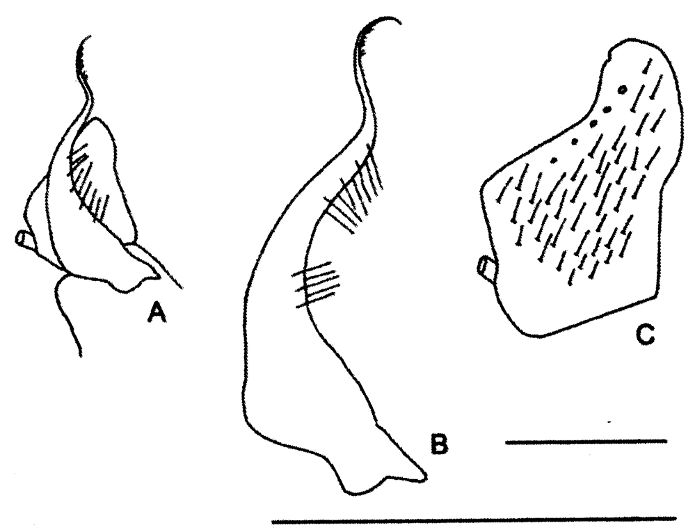 Species Canthocalanus pauper - Plate 18 of morphological figures