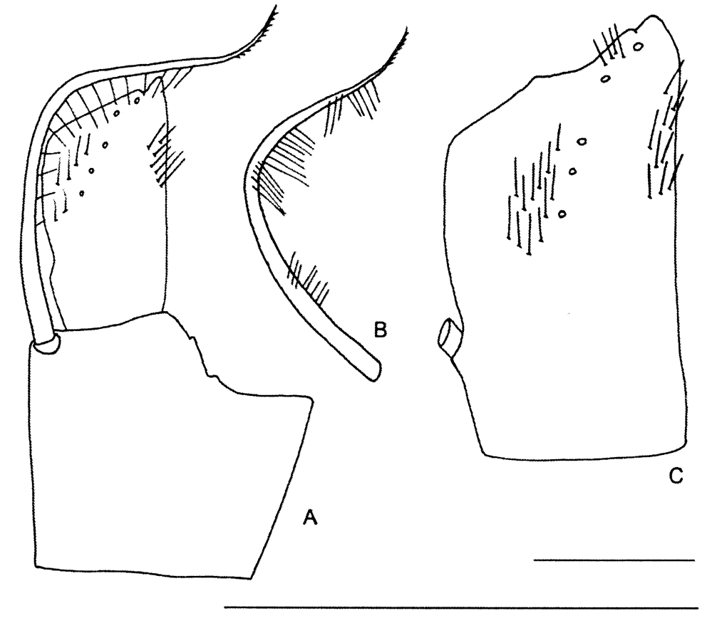 Espce Calanoides acutus - Planche 26 de figures morphologiques