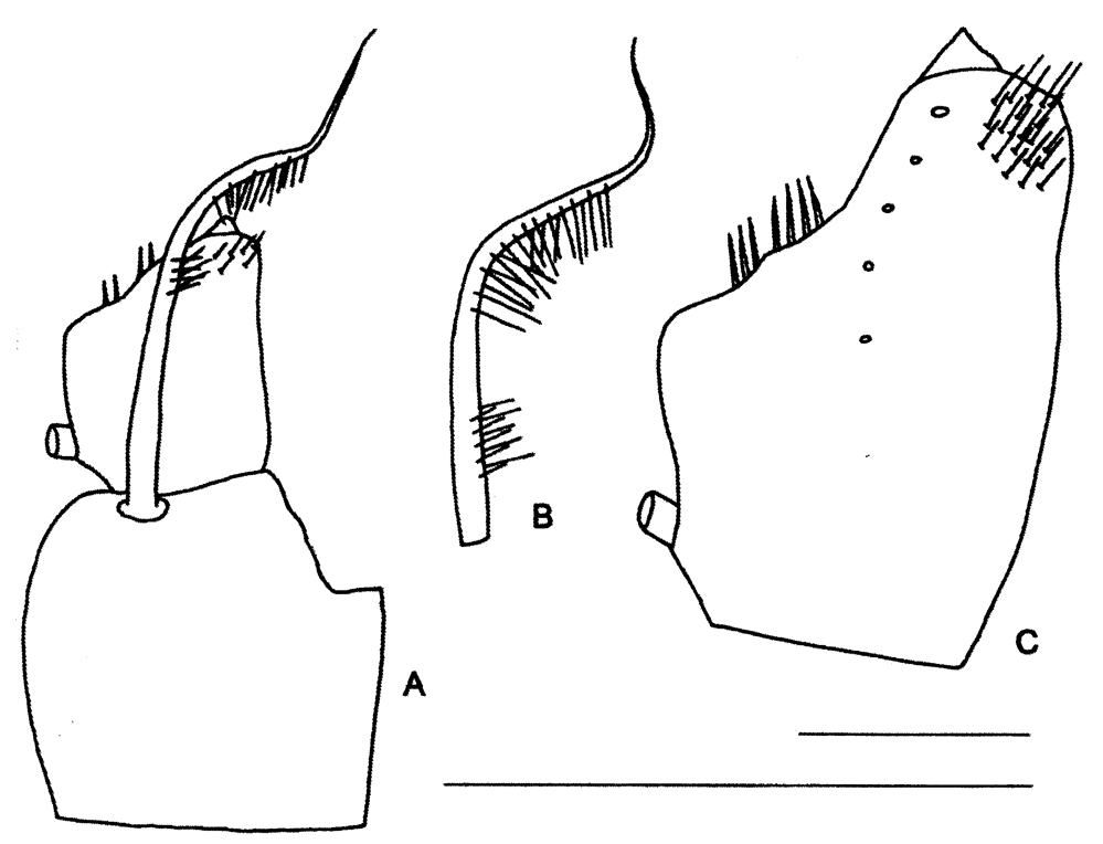 Espèce Cosmocalanus caroli - Planche 4 de figures morphologiques