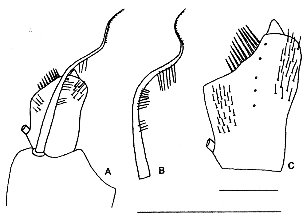 Espce Mesocalanus lighti - Planche 6 de figures morphologiques