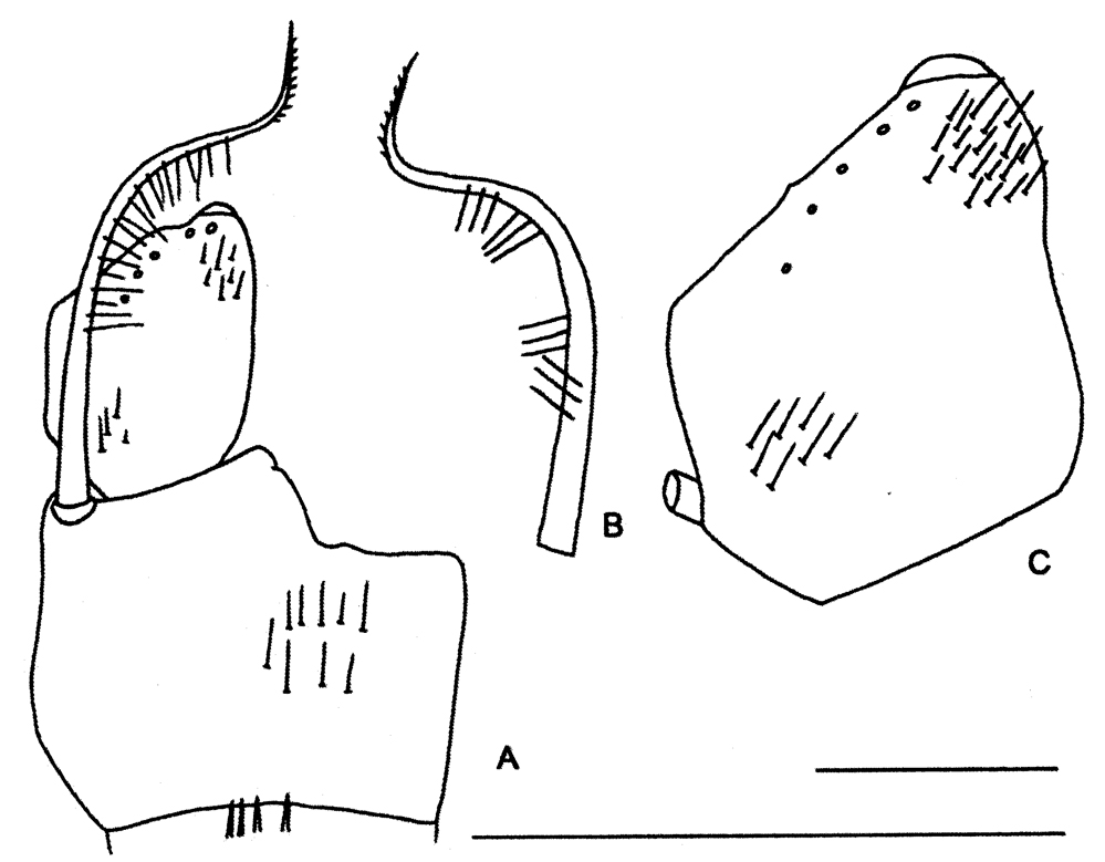 Species Nannocalanus minor - Plate 36 of morphological figures