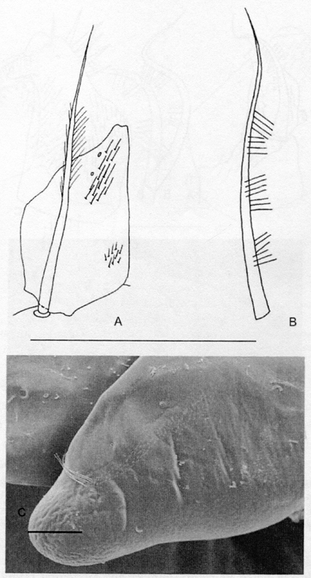 Species Bathycalanus richardi - Plate 23 of morphological figures