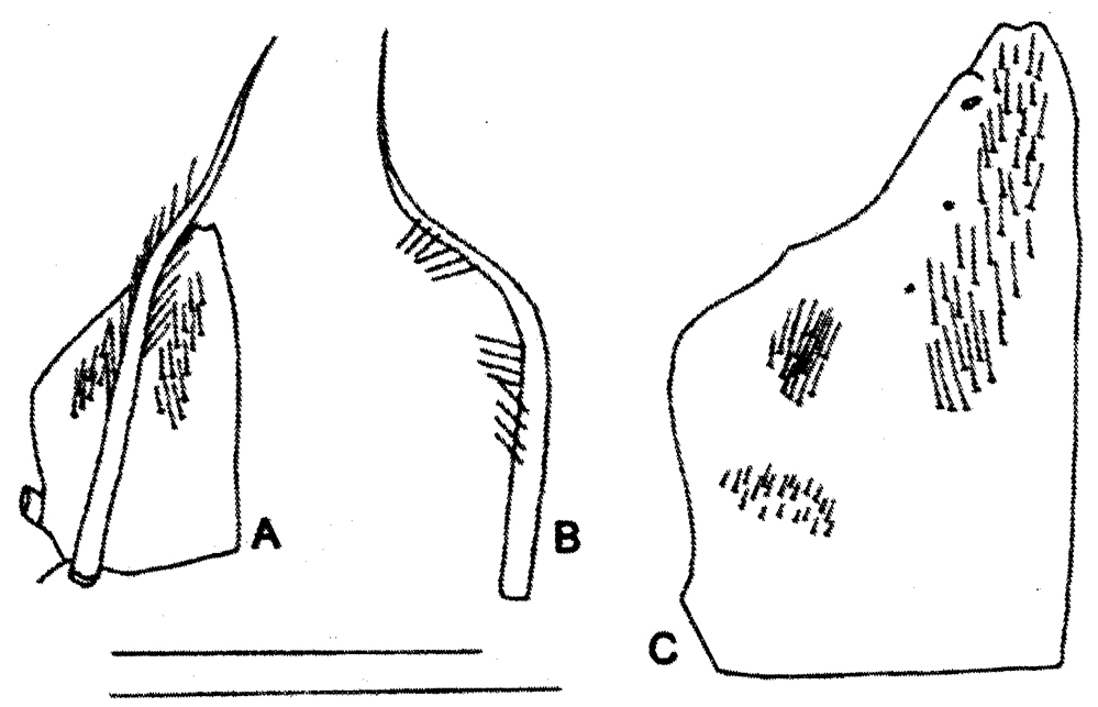 Species Bradycalanus typicus - Plate 15 of morphological figures