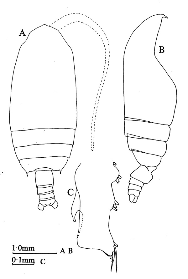 Species Gaetanus brevispinus - Plate 8 of morphological figures