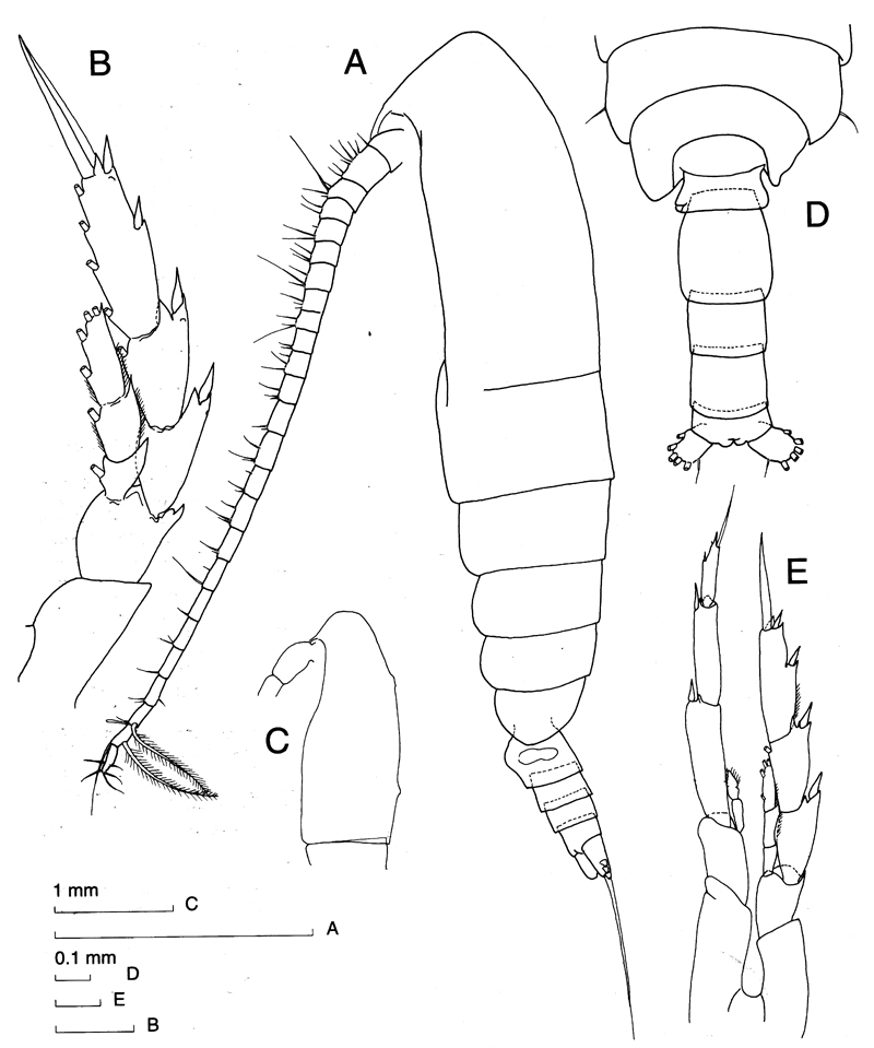 Espce Calanoides brevicornis - Planche 1 de figures morphologiques