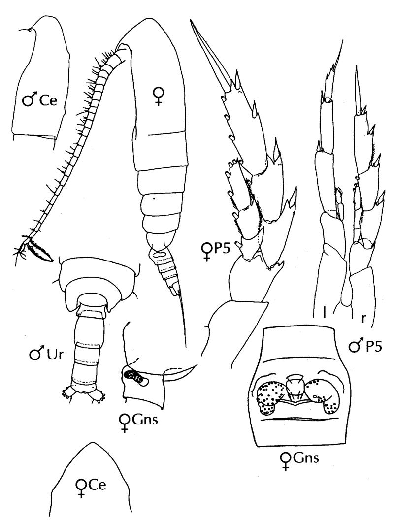 Espce Calanoides brevicornis - Planche 6 de figures morphologiques