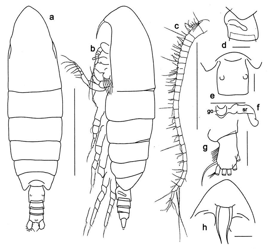 Species Calanoides natalis - Plate 1 of morphological figures