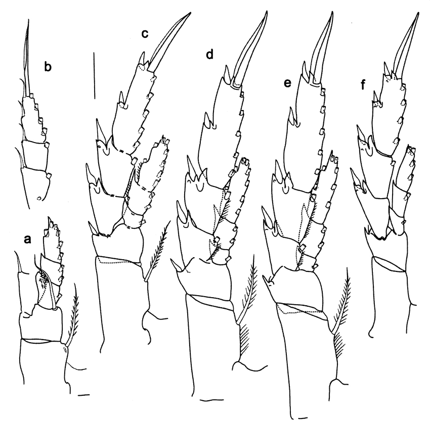Espèce Calanoides natalis - Planche 4 de figures morphologiques