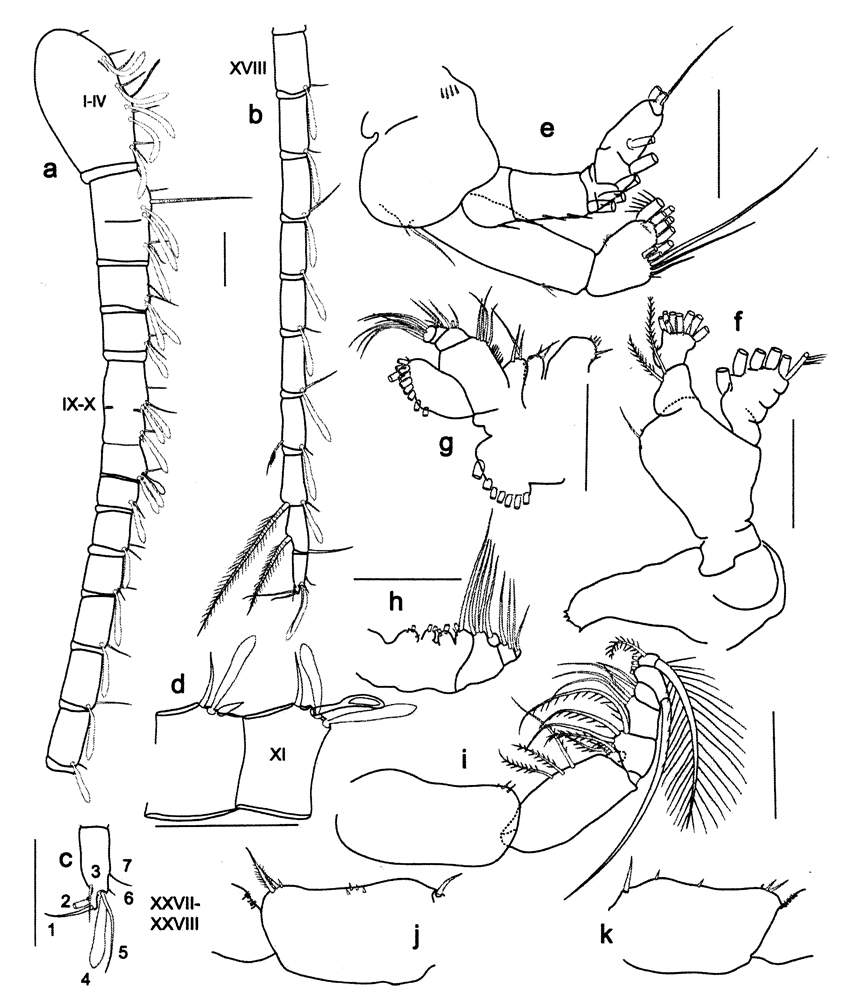 Espèce Calanoides natalis - Planche 7 de figures morphologiques