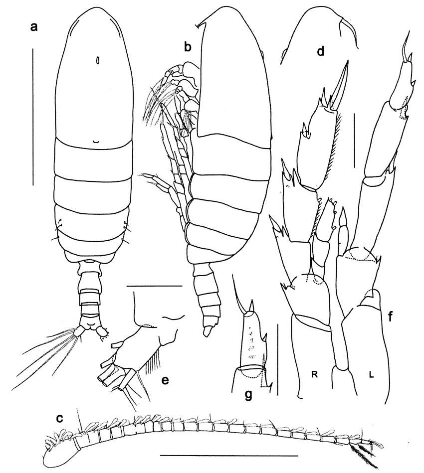 Species Calanoides natalis - Plate 6 of morphological figures