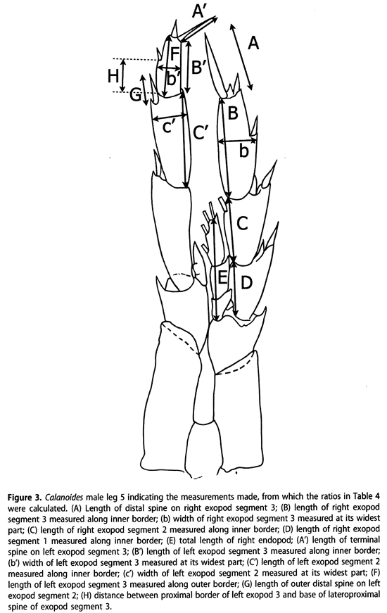 Espèce Calanoides patagoniensis - Planche 15 de figures morphologiques