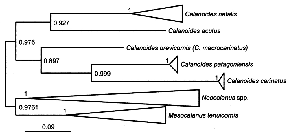 Genre Calanoides - Planche 5