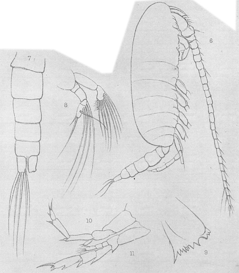 Espèce Calanoides natalis - Planche 19 de figures morphologiques