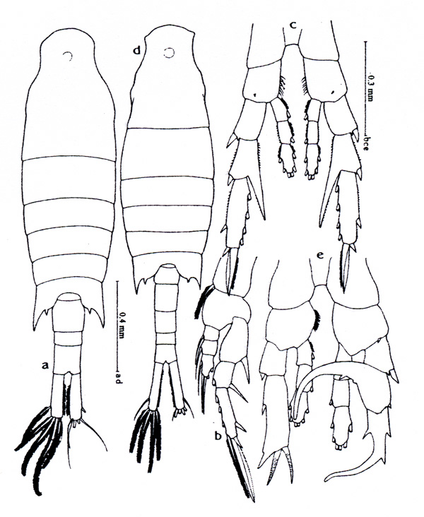 Species Centropages furcatus - Plate 2 of morphological figures