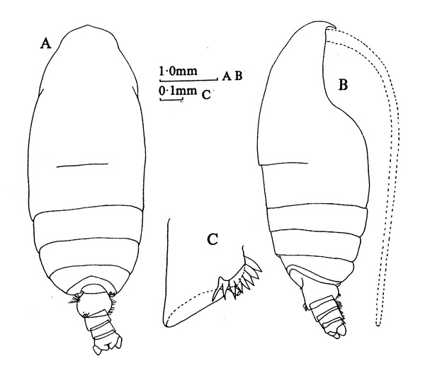 Species Pseudochirella obesa - Plate 3 of morphological figures