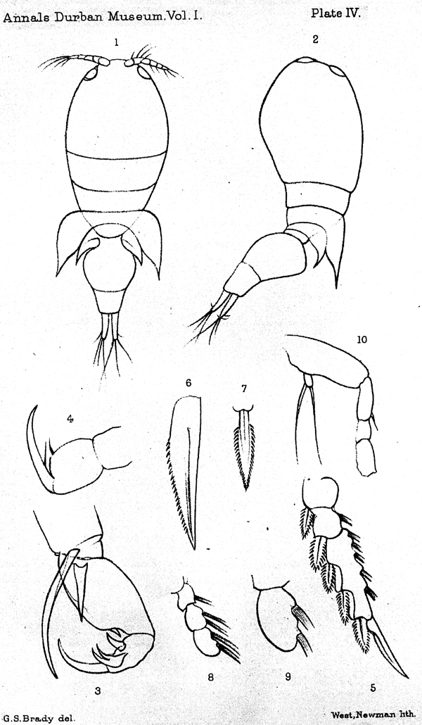 Species Corycaeus (Onychocorycaeus) ovalis - Plate 11 of morphological figures