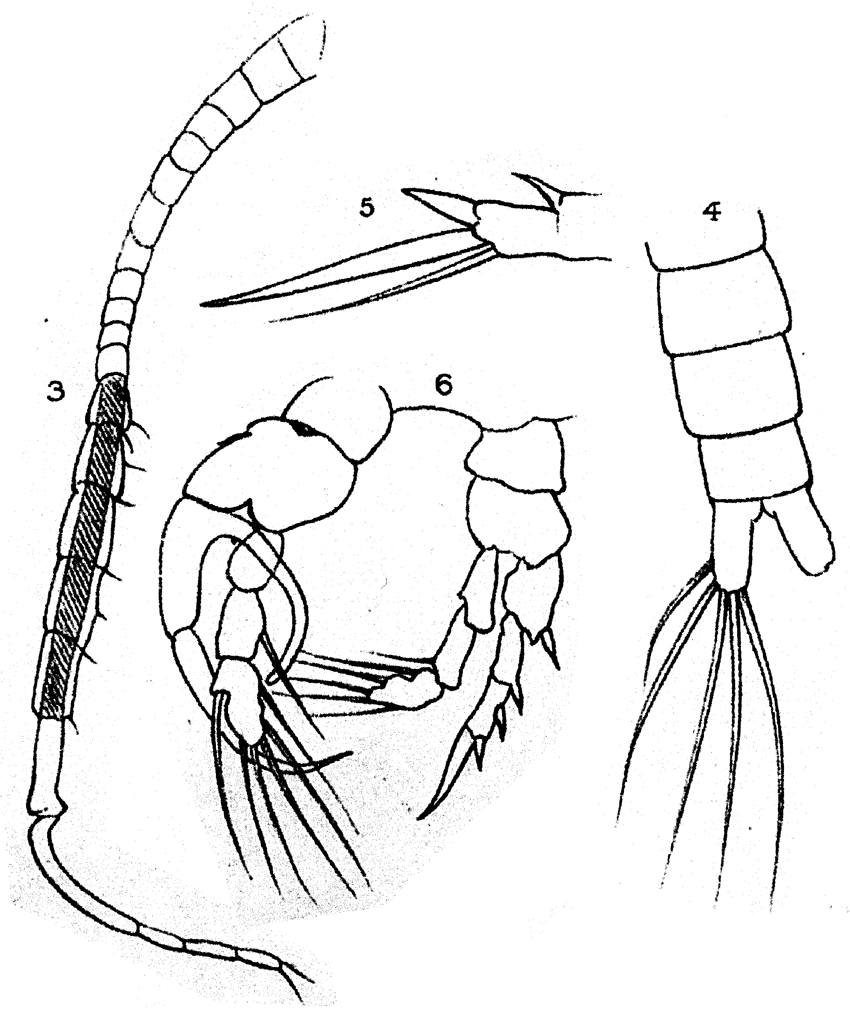 Espèce Centropages tenuicornis - Planche 1 de figures morphologiques