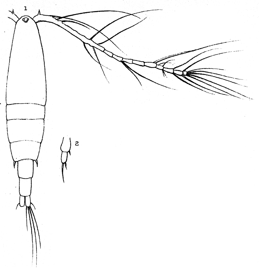 Espèce Acartia (Acartia) longisetosa - Planche 1 de figures morphologiques