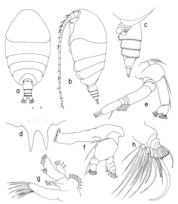 Espèce Phaenna spinifera - Planche 5 de figures morphologiques