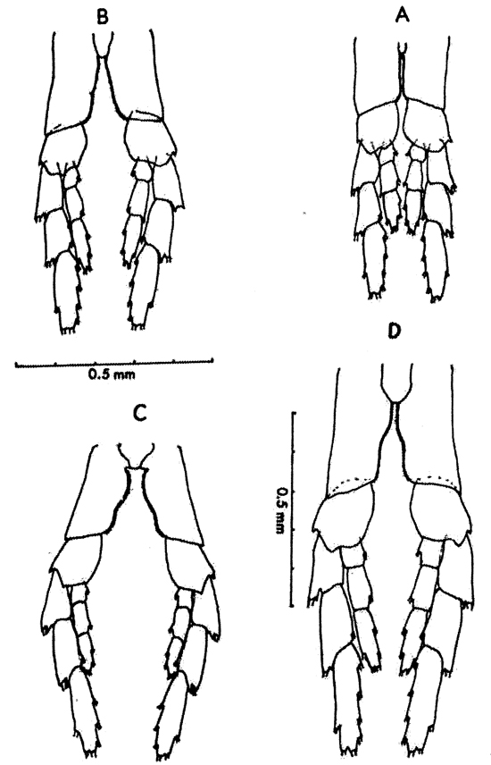 Species Calanus glacialis - Plate 22 of morphological figures