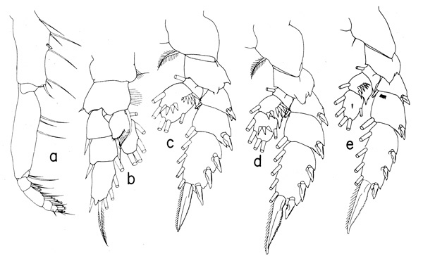 Espèce Phaenna spinifera - Planche 6 de figures morphologiques