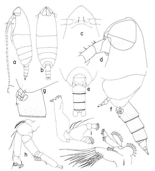 Species Cephalophanes frigidus - Plate 2 of morphological figures