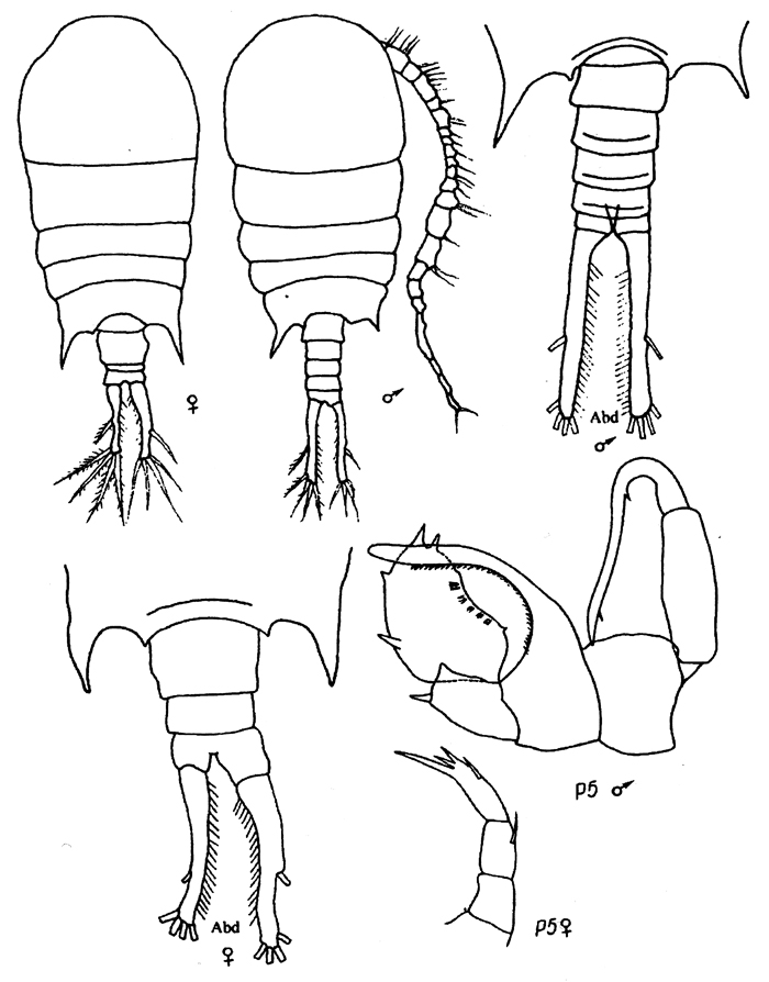 Espèce Temora discaudata - Planche 21 de figures morphologiques