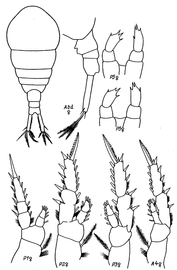 Species Temora longicornis - Plate 15 of morphological figures