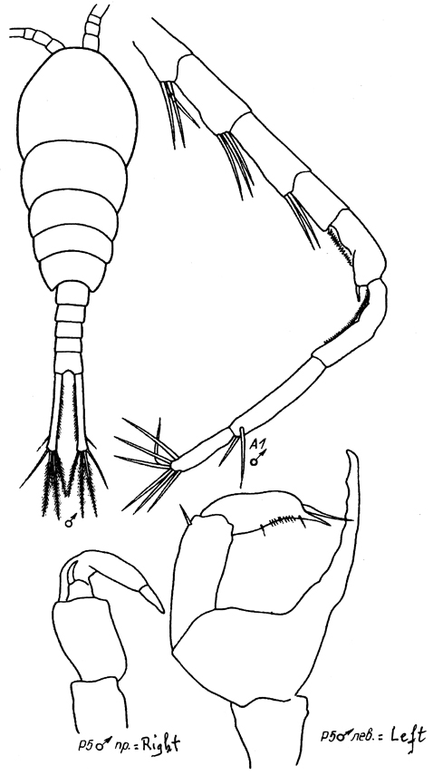 Species Temora longicornis - Plate 16 of morphological figures