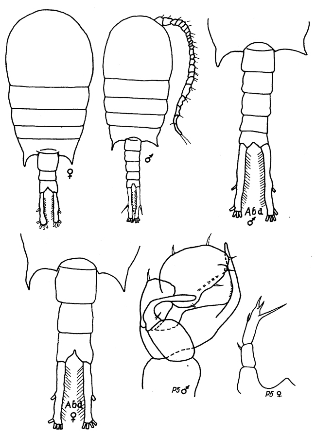 Espce Temora stylifera - Planche 34 de figures morphologiques