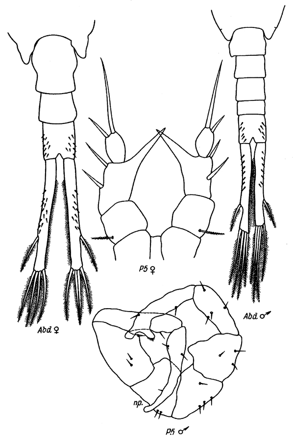 Espce Eurytemora affinis - Planche 14 de figures morphologiques