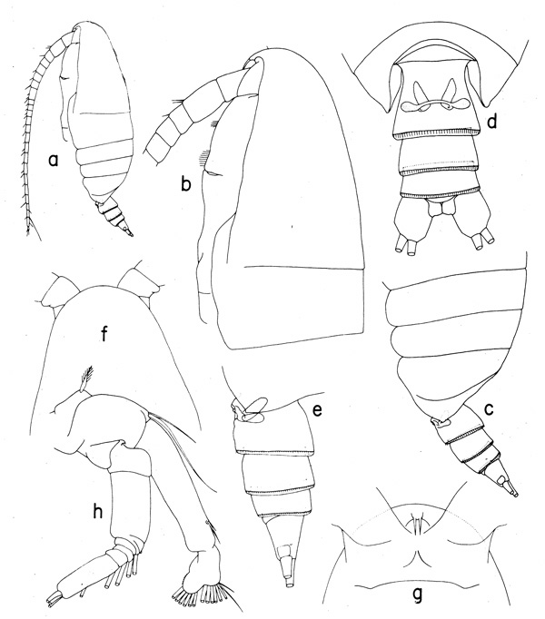 Species Talacalanus greeni - Plate 1 of morphological figures