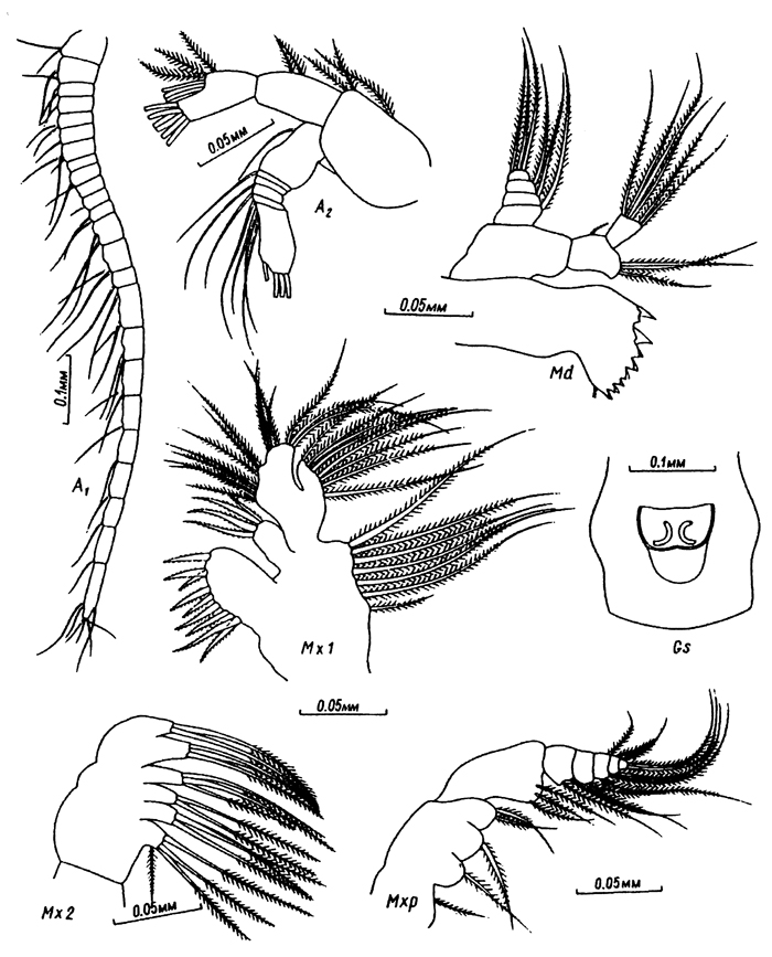 Species Eurytemora americana - Plate 7 of morphological figures