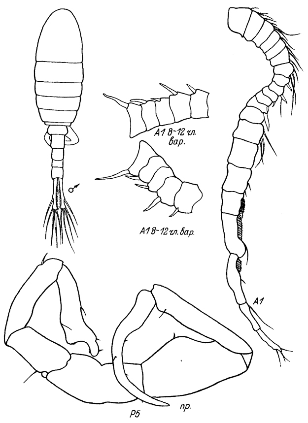 Species Eurytemora americana - Plate 8 of morphological figures
