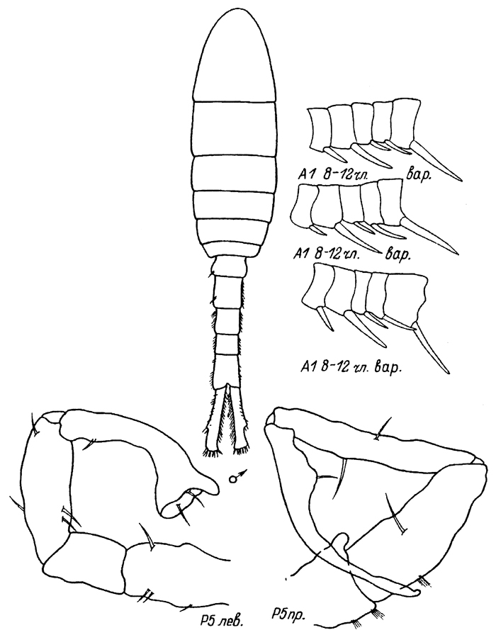 Espèce Eurytemora asymmetrica - Planche 4 de figures morphologiques