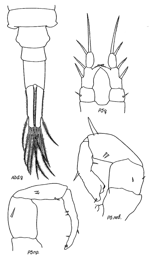 Species Eurytemora canadensis - Plate 1 of morphological figures