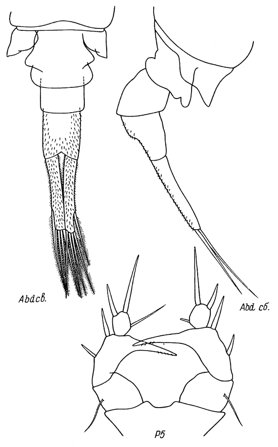 Species Eurytemora composita - Plate 9 of morphological figures