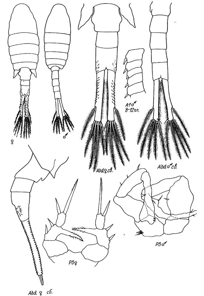 Species Eurytemora gracilicauda - Plate 2 of morphological figures