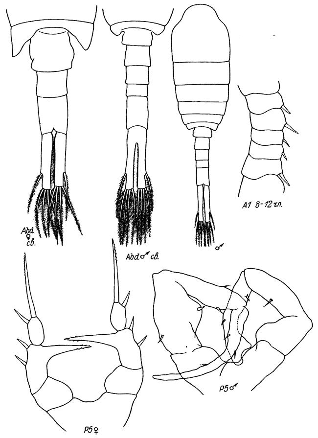 Species Eurytemora gracilis - Plate 2 of morphological figures