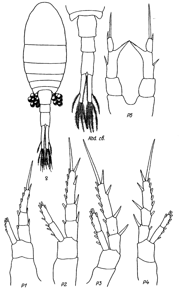 Espce Eurytemora grimmi - Planche 1 de figures morphologiques